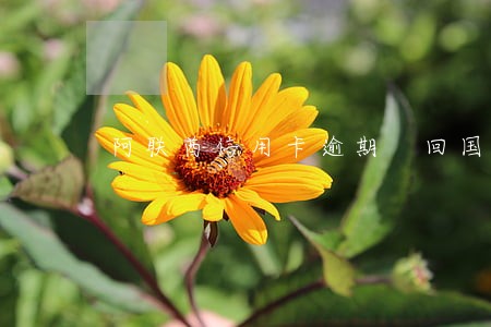 阿联酋信用卡逾期 回国了 阿联酋信用卡逾期 回国了